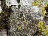 Lecanora allophana-1.jpg